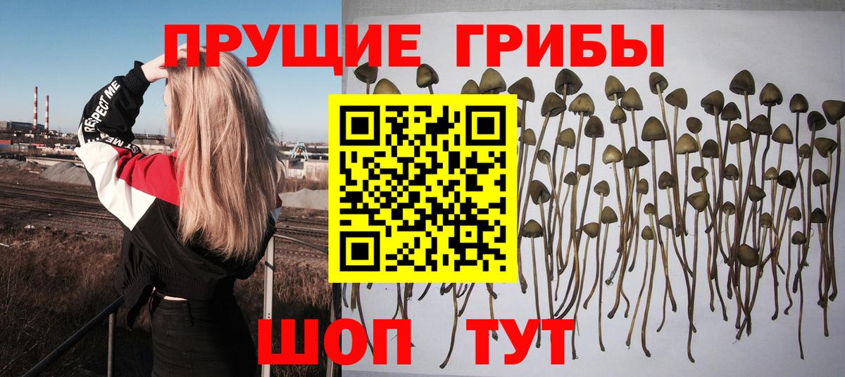 Галлюциногенные грибы мицелий Губкинский